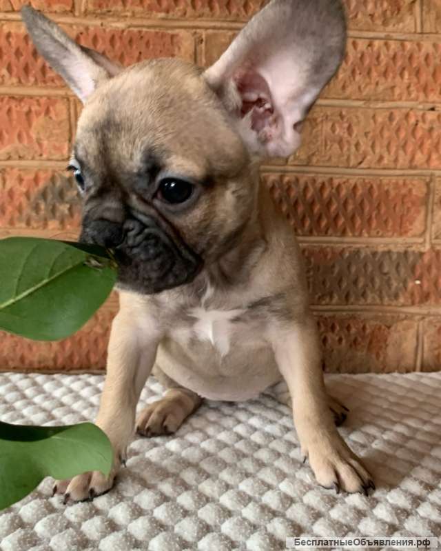 Щенки Французского бульдога из питомника