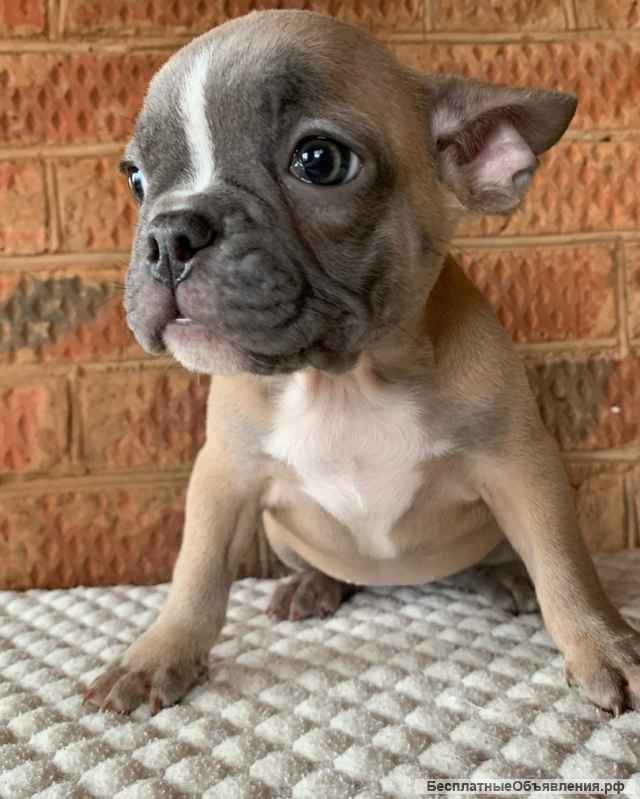 Щенки Французского бульдога из питомника