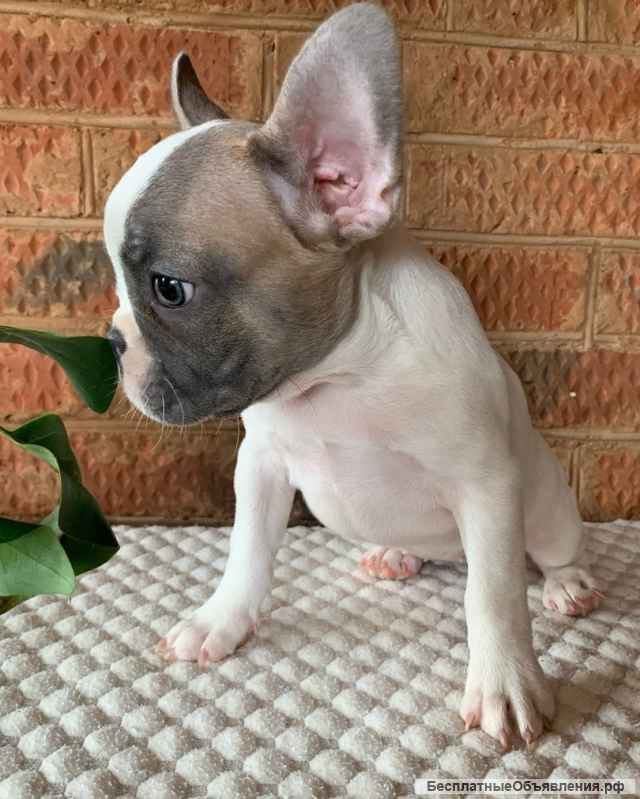 Щенки Французского бульдога из питомника
