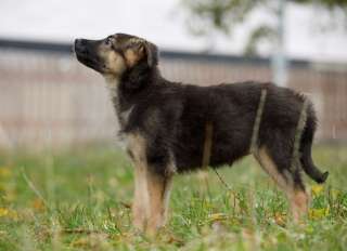 Домашние щенки девочки и мальчики в добрые руки