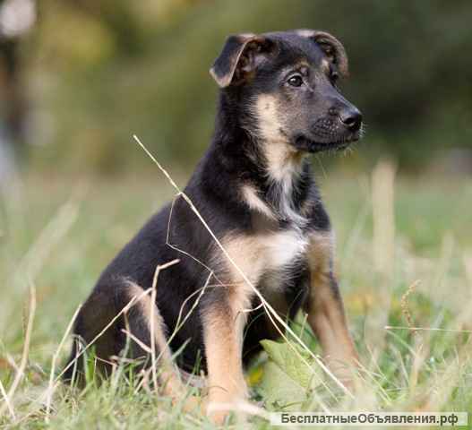 Домашние щенки девочки и мальчики в добрые руки