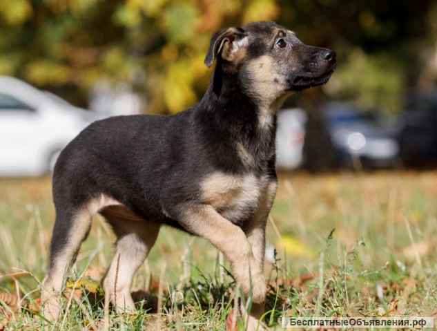 Домашние щенки девочки и мальчики в добрые руки