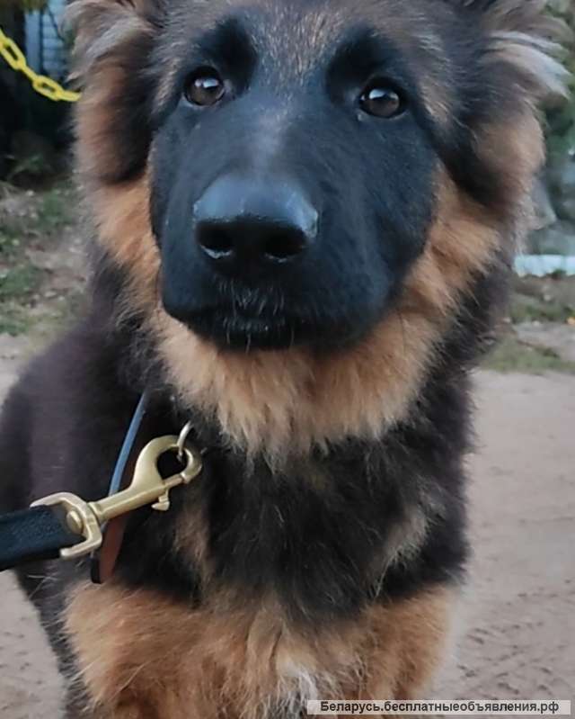 Щенки немецкой овчарки