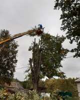 Спил деревьев и кустарников