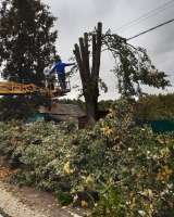 Спил деревьев и кустарников