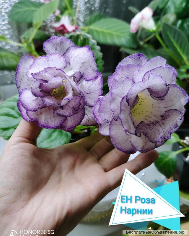 Глоксиния и минисиннингия