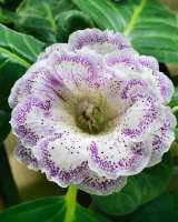 Глоксиния и минисиннингия