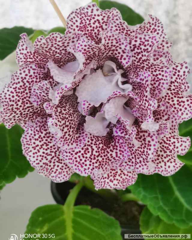 Глоксиния и минисиннингия