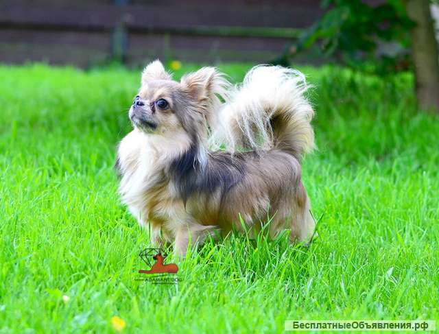 Очень красивый кобель чихуахуа предлагается для вязки