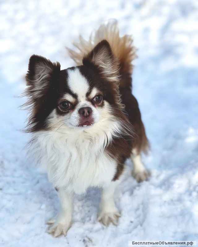 Очень красивый кобель чихуахуа предлагается для вязки