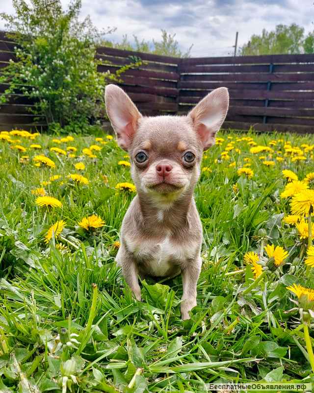 Очень красивый кобель чихуахуа предлагается для вязки
