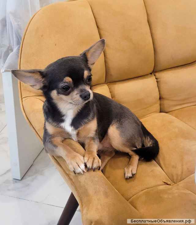 Очень красивый кобель чихуахуа предлагается для вязки