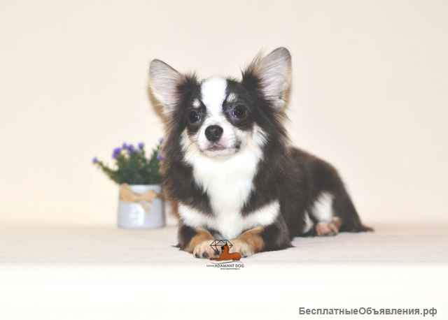 Очень красивый кобель чихуахуа предлагается для вязки