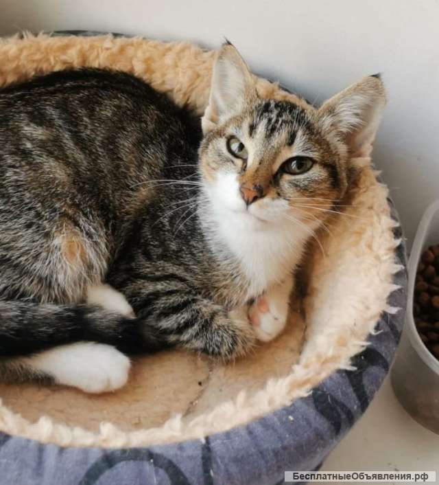 Очаровательные девочки Мари и Софи ищут дом