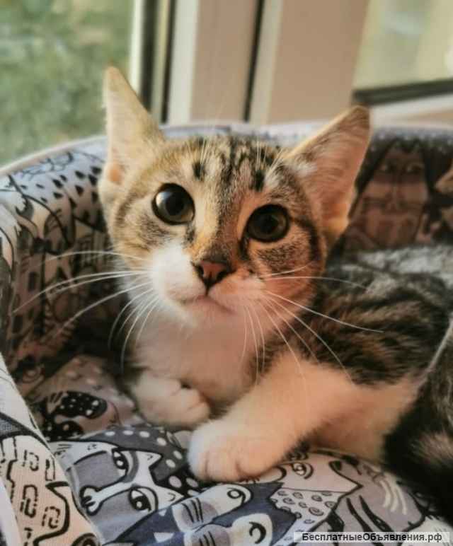 Очаровательные девочки Мари и Софи ищут дом