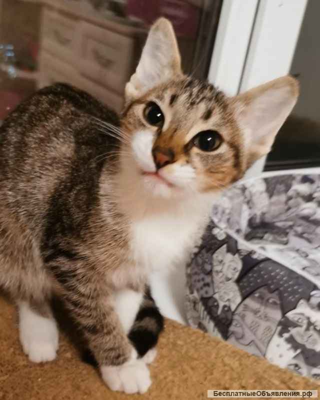 Очаровательные девочки Мари и Софи ищут дом