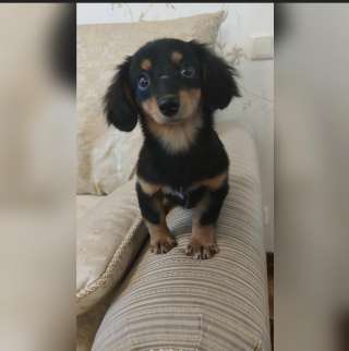 Крошечка щенок Тася в добрые руки