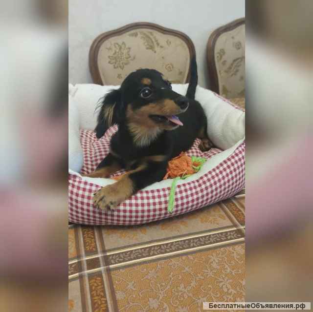 Крошечка щенок Тася в добрые руки
