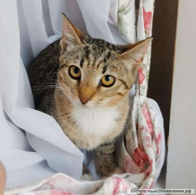 Красотка Милли в самые добрые руки