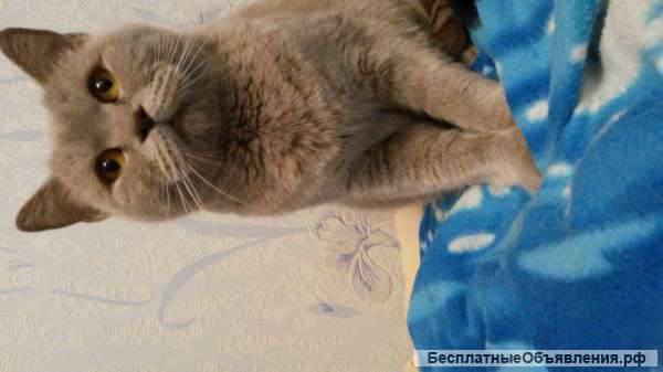 Британская кошка