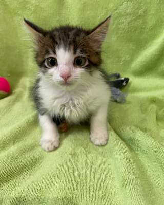 Два котенка девочки в добрые руки