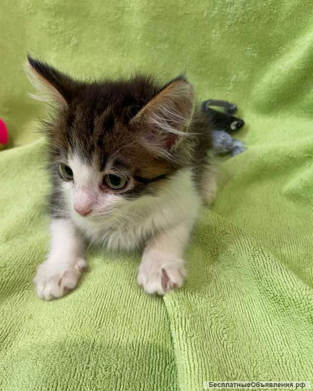 Два котенка девочки в добрые руки