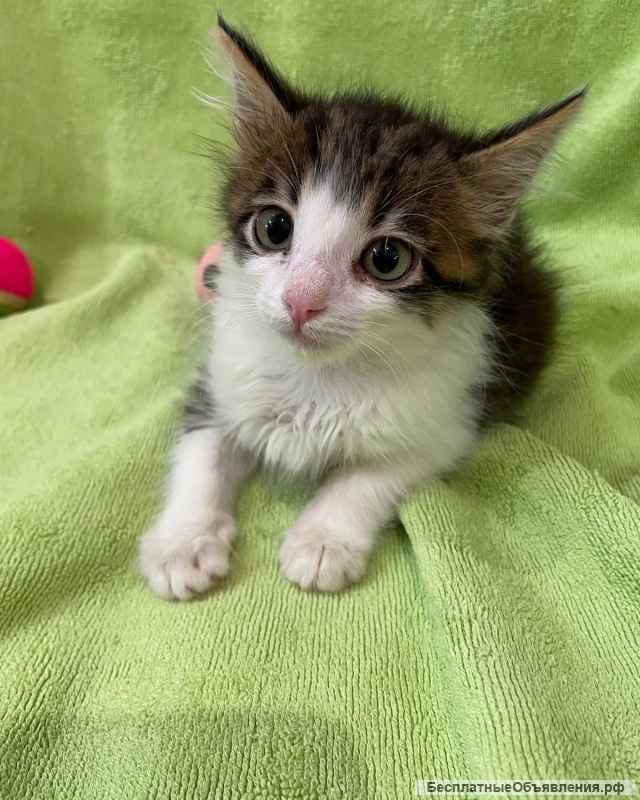 Два котенка девочки в добрые руки