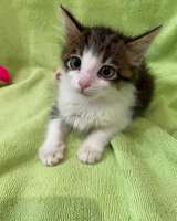 Два котенка девочки в добрые руки