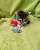 Два котенка девочки в добрые руки