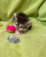 Два котенка девочки в добрые руки