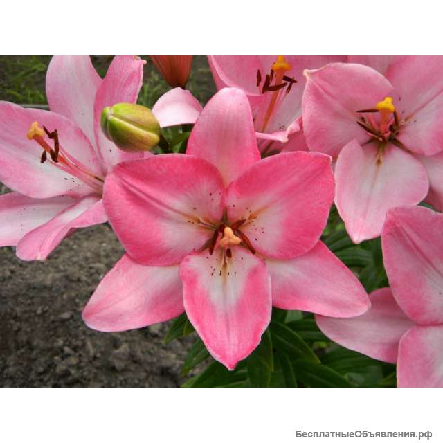 Луковицы лилий