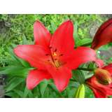 Луковицы лилий