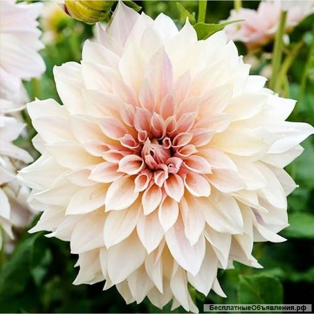 Луковицы георгинов