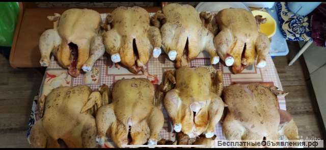 Домашний бройлер