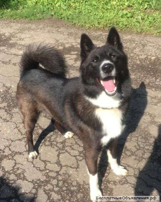 Молодой красавец Рекс в добрые руки