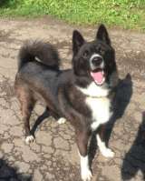 Молодой красавец Рекс в добрые руки