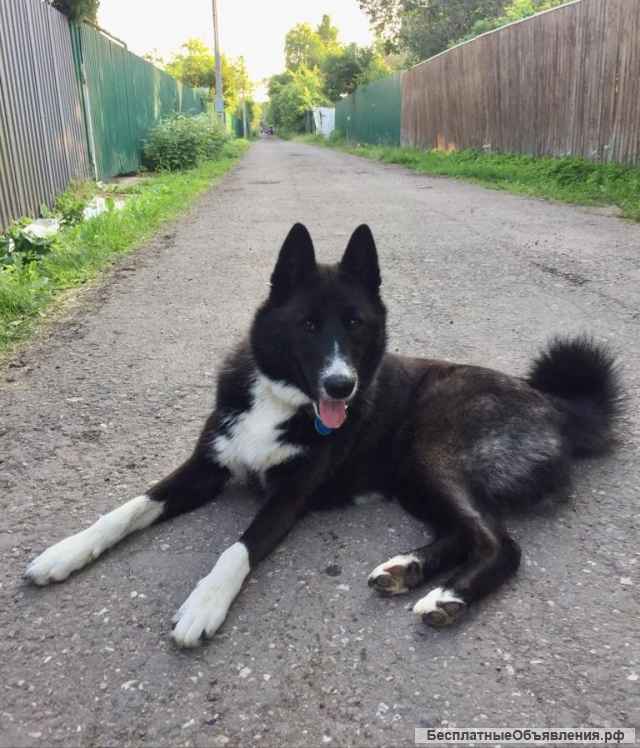 Молодой красавец Рекс в добрые руки