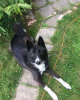 Молодой красавец Рекс в добрые руки