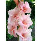 Луковицы гладиолусов