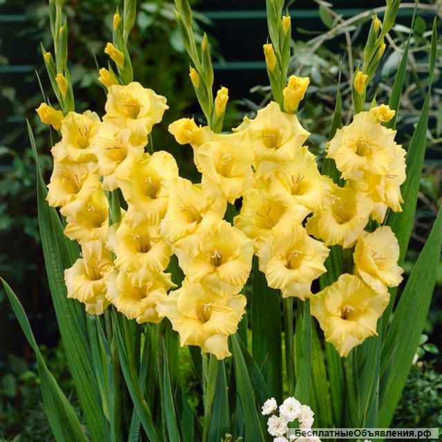 Луковицы гладиолусов