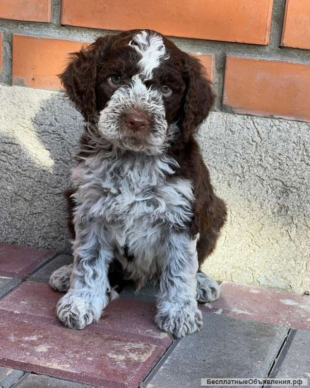 Щенки Лаготто Романьоло (итальянская водяная собака)