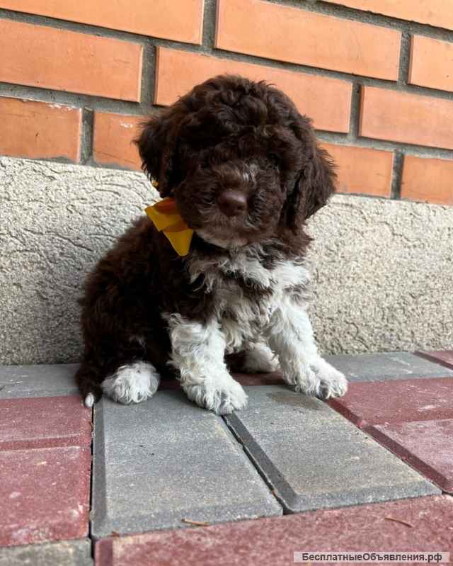 Щенки Лаготто Романьоло (итальянская водяная собака)