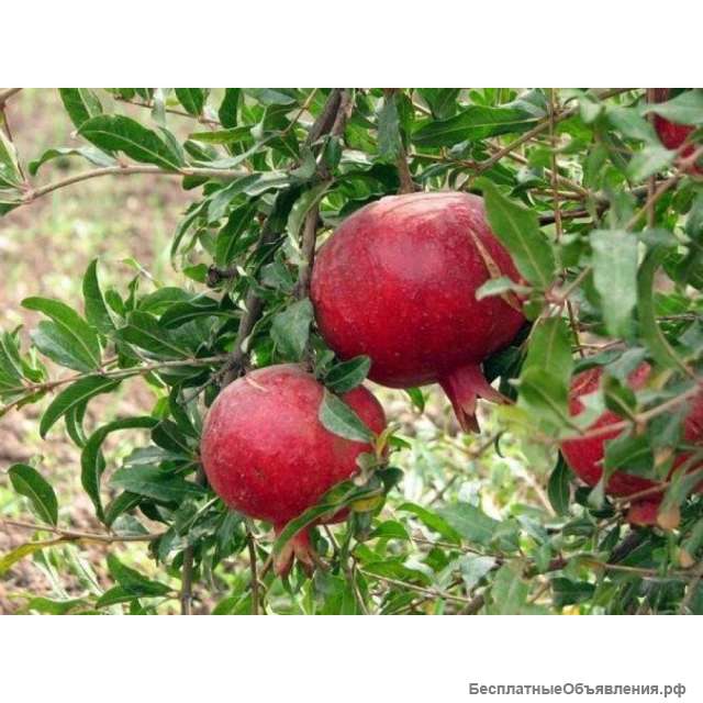 Саженцы граната