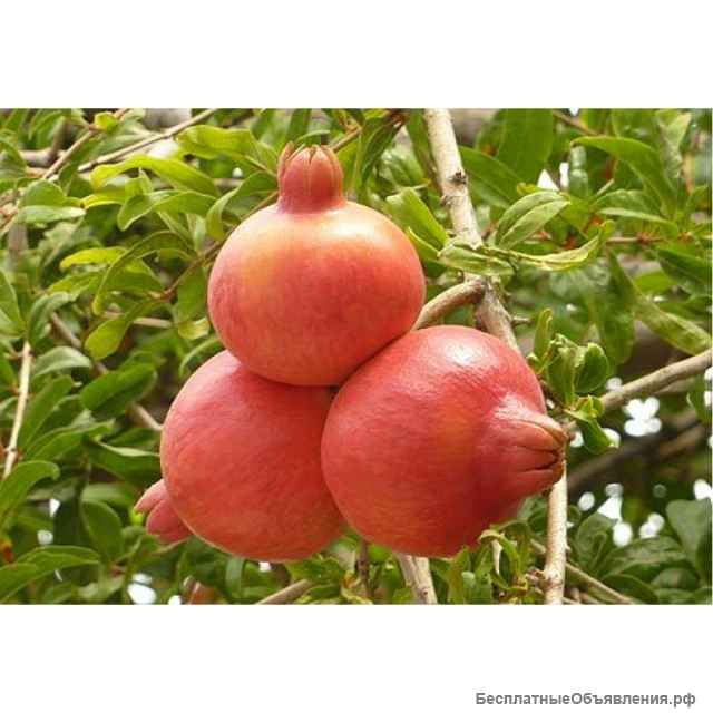 Саженцы граната