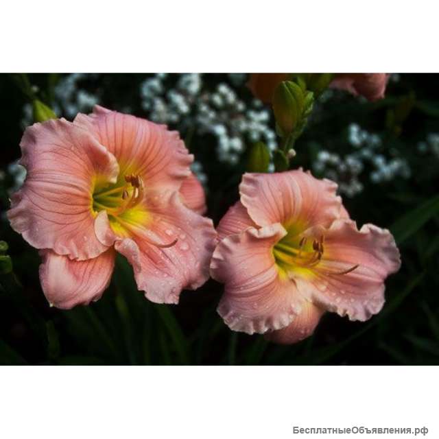 Луковицы лилейников разных сортов