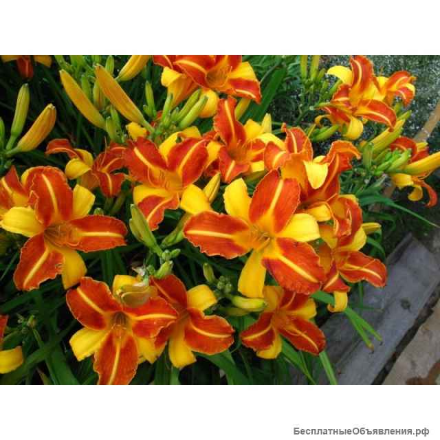 Луковицы лилейников разных сортов