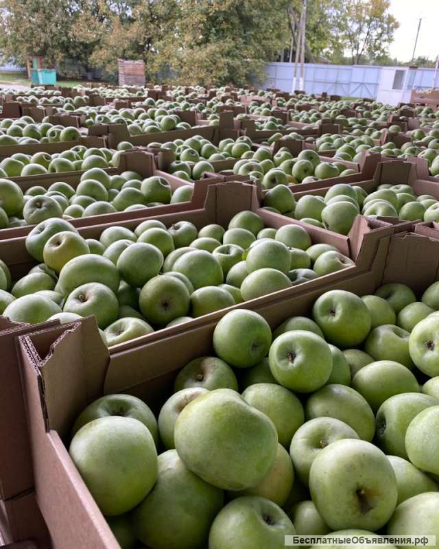 Яблоки Симиренко оптом
