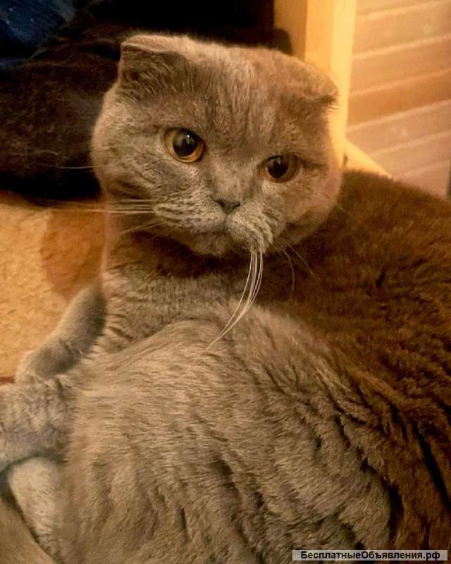 Очаровательная шотландская кошечка в поисках дома