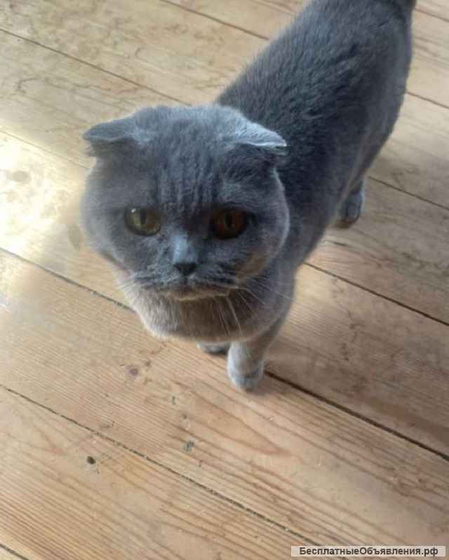 Очаровательная шотландская кошечка в поисках дома