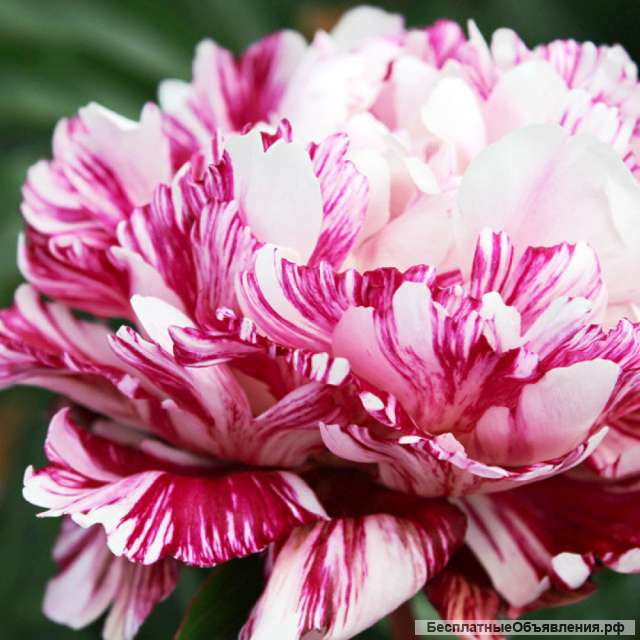 Саженцы пионов